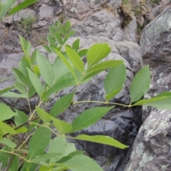 Fraxinus sp. (An Ash) at Rob Roy Range - 12 Jan 2019 by michaelb