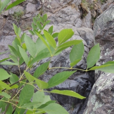 Fraxinus sp. (An Ash) at Rob Roy Range - 12 Jan 2019 by michaelb