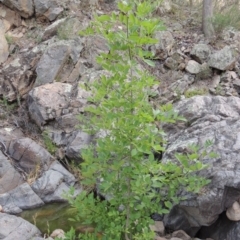 Fraxinus sp. at Conder, ACT - 12 Jan 2019 07:38 PM