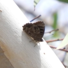 Ogyris olane (Broad-margined Azure) at Hackett, ACT - 15 Feb 2019 by Christine