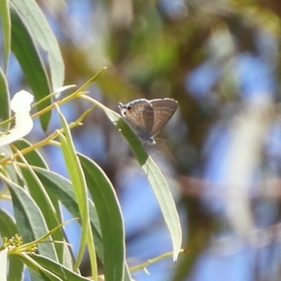 Theclinesthes miskini (Wattle Blue) at Black Mountain - 15 Feb 2019 by Christine