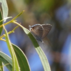 Theclinesthes miskini at Point 4999 - 15 Feb 2019