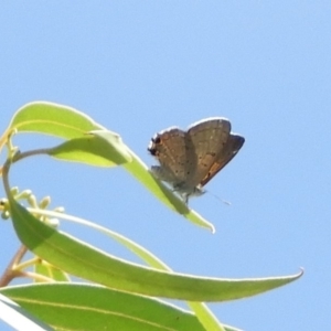 Acrodipsas aurata at Point 4999 - 15 Feb 2019