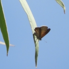 Acrodipsas aurata at Point 4999 - 15 Feb 2019