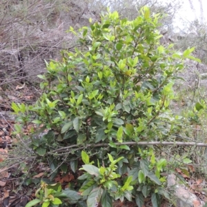 Viburnum tinus at Banks, ACT - 12 Jan 2019