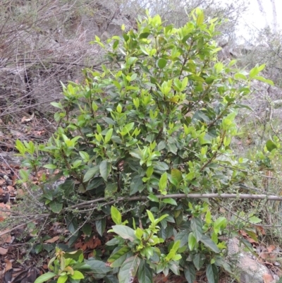 Viburnum tinus (Laurustinus) at Banks, ACT - 12 Jan 2019 by MichaelBedingfield