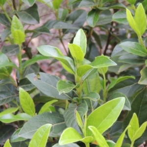 Viburnum tinus at Banks, ACT - 12 Jan 2019