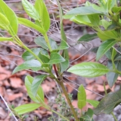 Viburnum tinus at Banks, ACT - 12 Jan 2019 07:18 PM