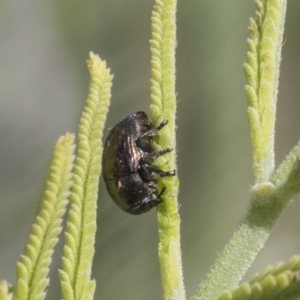 Ditropidus sp. (genus) at Latham, ACT - 15 Feb 2019