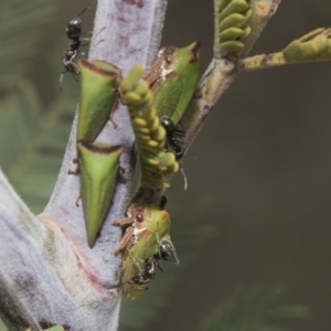 Sextius virescens at Latham, ACT - 15 Feb 2019 09:50 AM