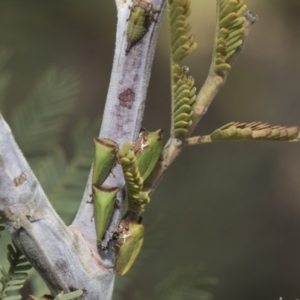 Sextius virescens at Latham, ACT - 15 Feb 2019 09:50 AM