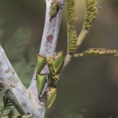 Sextius virescens at Latham, ACT - 15 Feb 2019