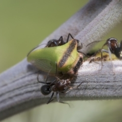 Sextius virescens at Latham, ACT - 15 Feb 2019 09:50 AM