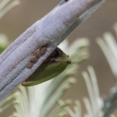 Sextius virescens at Latham, ACT - 15 Feb 2019