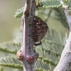 Icerya acaciae at Latham, ACT - 15 Feb 2019