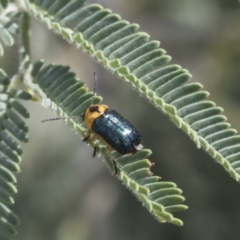 Aporocera (Aporocera) consors (A leaf beetle) at Latham, ACT - 15 Feb 2019 by AlisonMilton