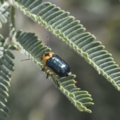 Aporocera (Aporocera) consors (A leaf beetle) at Latham, ACT - 14 Feb 2019 by AlisonMilton