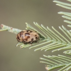 Elaphodes cervinus (Leaf beetle) at Latham, ACT - 14 Feb 2019 by AlisonMilton
