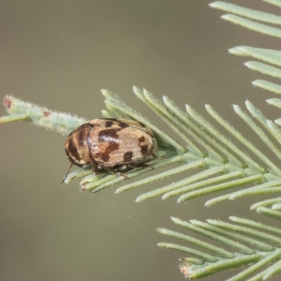 Elaphodes cervinus (Leaf beetle) at Umbagong District Park - 14 Feb 2019 by AlisonMilton