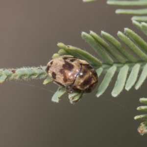 Elaphodes cervinus at Latham, ACT - 15 Feb 2019 09:59 AM