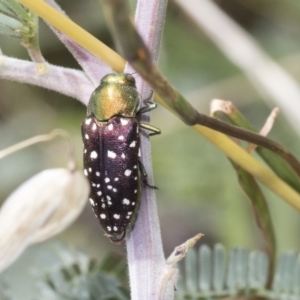 Diphucrania leucosticta at Latham, ACT - 15 Feb 2019