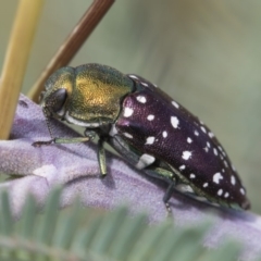 Diphucrania leucosticta at Latham, ACT - 15 Feb 2019