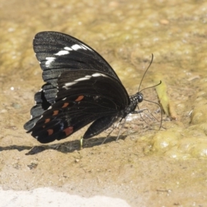 Papilio aegeus at Latham, ACT - 15 Feb 2019 11:37 AM