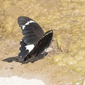 Papilio aegeus at Latham, ACT - 15 Feb 2019 11:37 AM