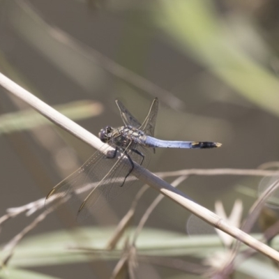 Orthetrum caledonicum (Blue Skimmer) at Latham, ACT - 15 Feb 2019 by AlisonMilton