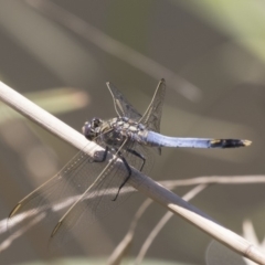 Orthetrum caledonicum at Latham, ACT - 15 Feb 2019 12:01 PM