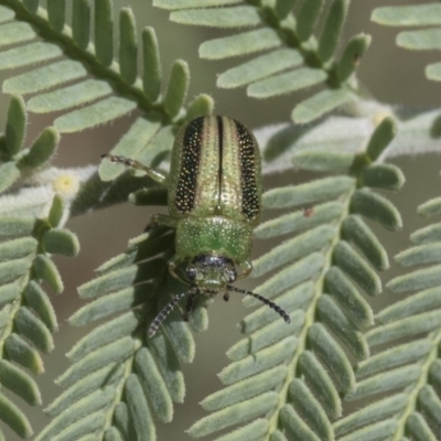 Calomela vittata (Acacia leaf beetle) at Latham, ACT - 14 Feb 2019 by AlisonMilton