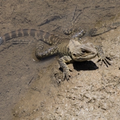 Intellagama lesueurii howittii (Gippsland Water Dragon) at Latham, ACT - 15 Feb 2019 by AlisonMilton