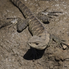 Intellagama lesueurii howittii at Latham, ACT - 15 Feb 2019 12:44 PM