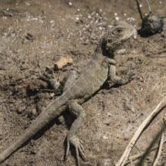 Intellagama lesueurii howittii at Latham, ACT - 15 Feb 2019 12:44 PM