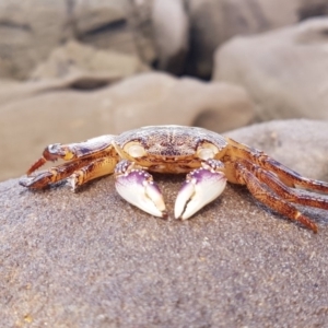 Leptograpsus variegatus at Pambula Beach, NSW - 7 Feb 2019