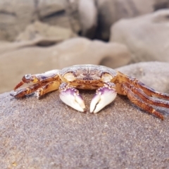 Leptograpsus variegatus (Purple Rock Crab) at Pambula - 7 Feb 2019 by JulesPhotographer