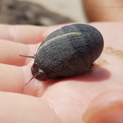 Unidentified Sea Snail or Limpet (Gastropoda) at Pambula Beach, NSW - 7 Feb 2019 by JulesPhotographer