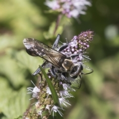 Sphex sp. (genus) (Unidentified Sphex digger wasp) at Latham, ACT - 15 Feb 2019 by Alison Milton