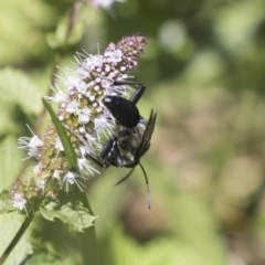 Sphex sp. (genus) at Latham, ACT - 15 Feb 2019 12:49 PM