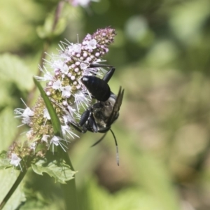 Sphex sp. (genus) at Latham, ACT - 15 Feb 2019 12:49 PM