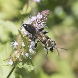 Sphex sp. (genus) at Latham, ACT - 15 Feb 2019 12:49 PM