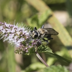 Sphex sp. (genus) at Latham, ACT - 15 Feb 2019 12:49 PM