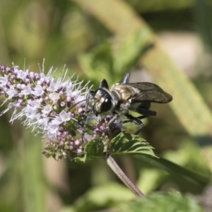 Sphex sp. (genus) at Latham, ACT - 15 Feb 2019 12:49 PM