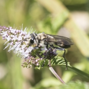 Sphex sp. (genus) at Latham, ACT - 15 Feb 2019 12:49 PM