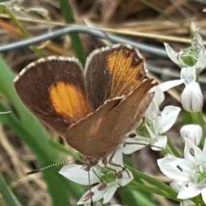 Paralucia pyrodiscus at Isaacs, ACT - suppressed