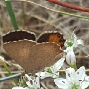 Paralucia pyrodiscus at Isaacs, ACT - suppressed