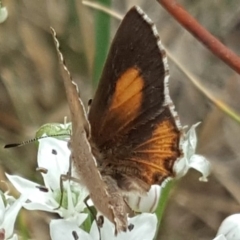 Paralucia pyrodiscus at Isaacs, ACT - suppressed