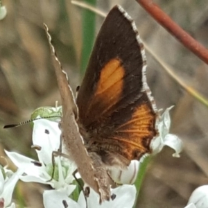 Paralucia pyrodiscus at Isaacs, ACT - 16 Feb 2019