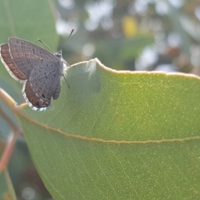 Acrodipsas myrmecophila (Small Ant-blue Butterfly) at Mount Mugga Mugga - 16 Feb 2019 by Mike
