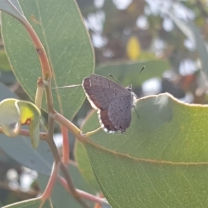 Acrodipsas myrmecophila at suppressed - suppressed